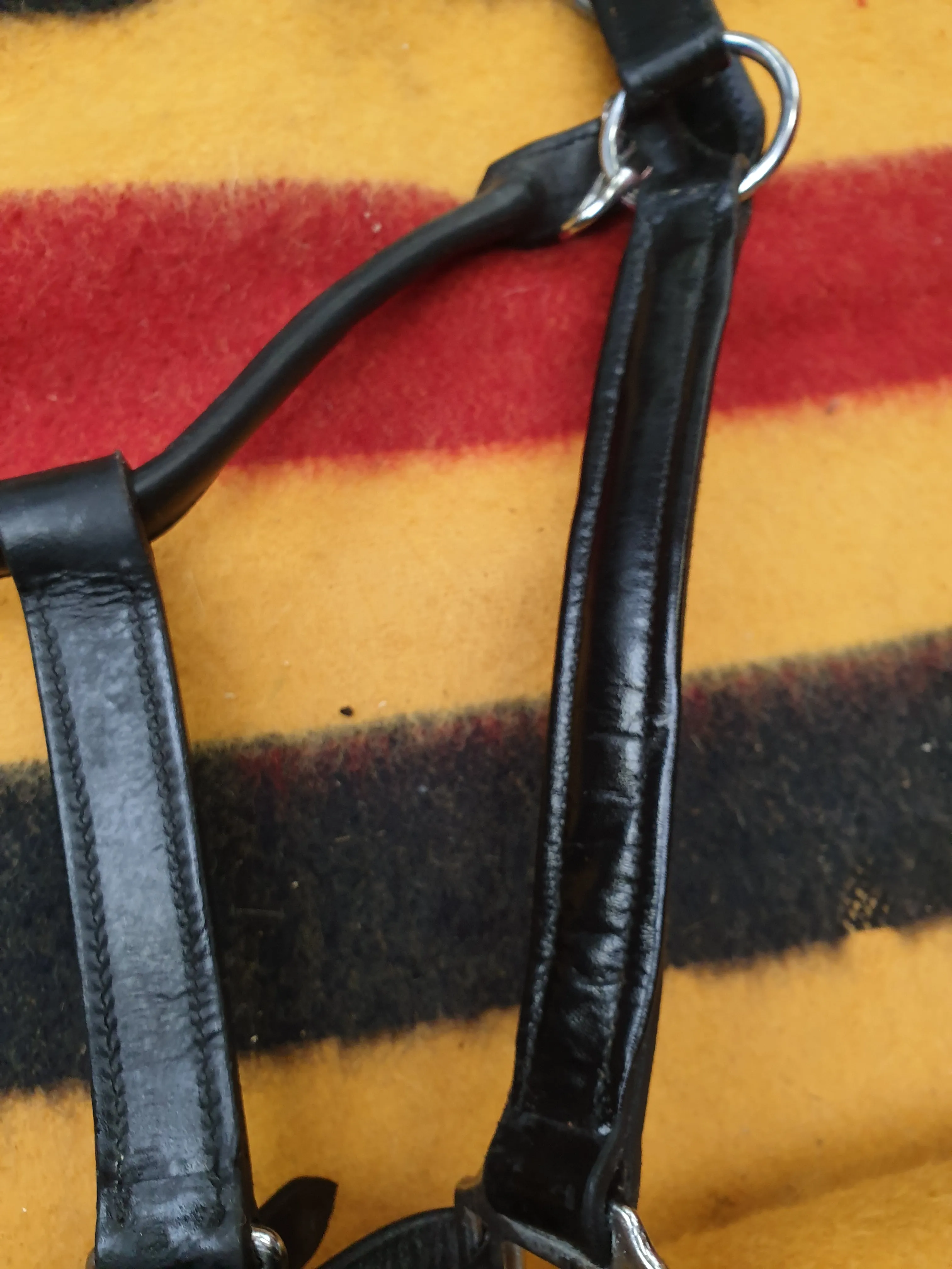 New black leather XF head collar FREE POSTAGE☆