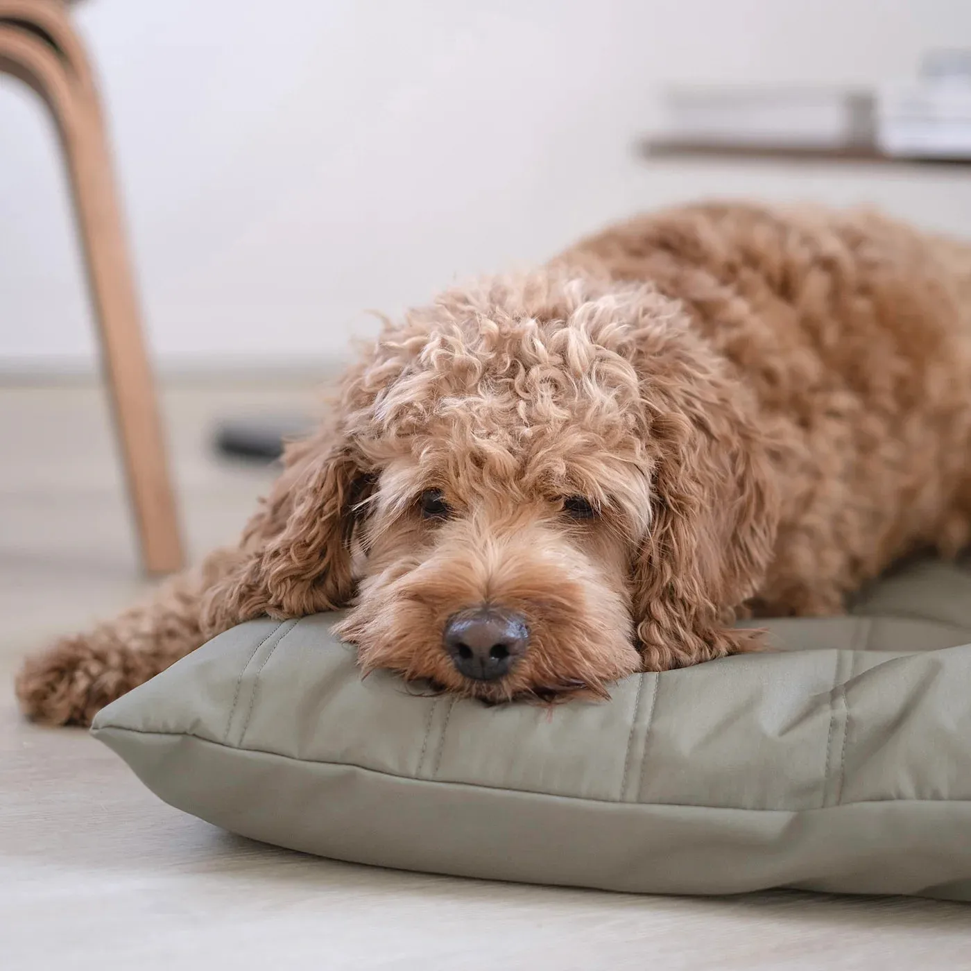SP - Water-Resistant Low Rise Reversible Dog Bed