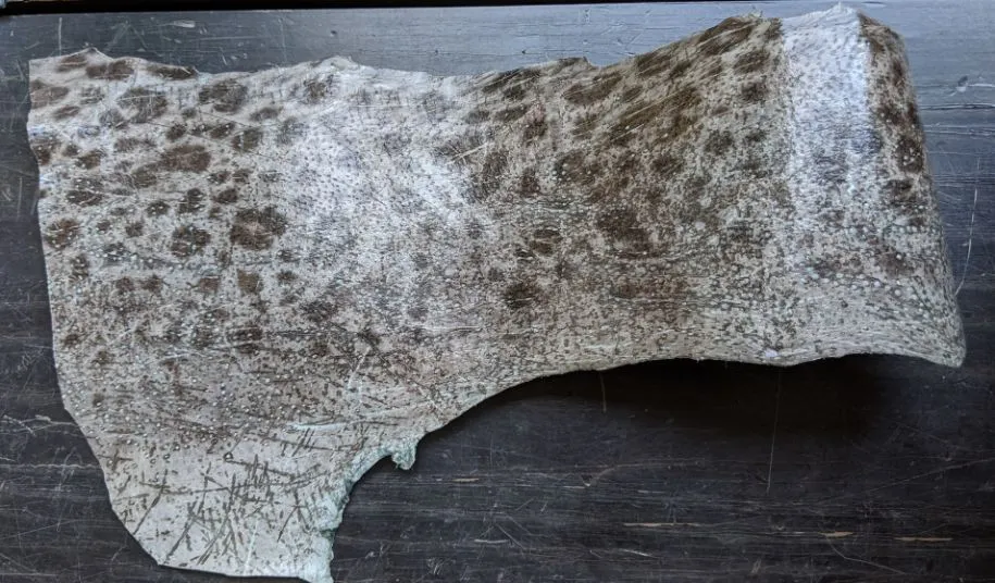 Wolffish