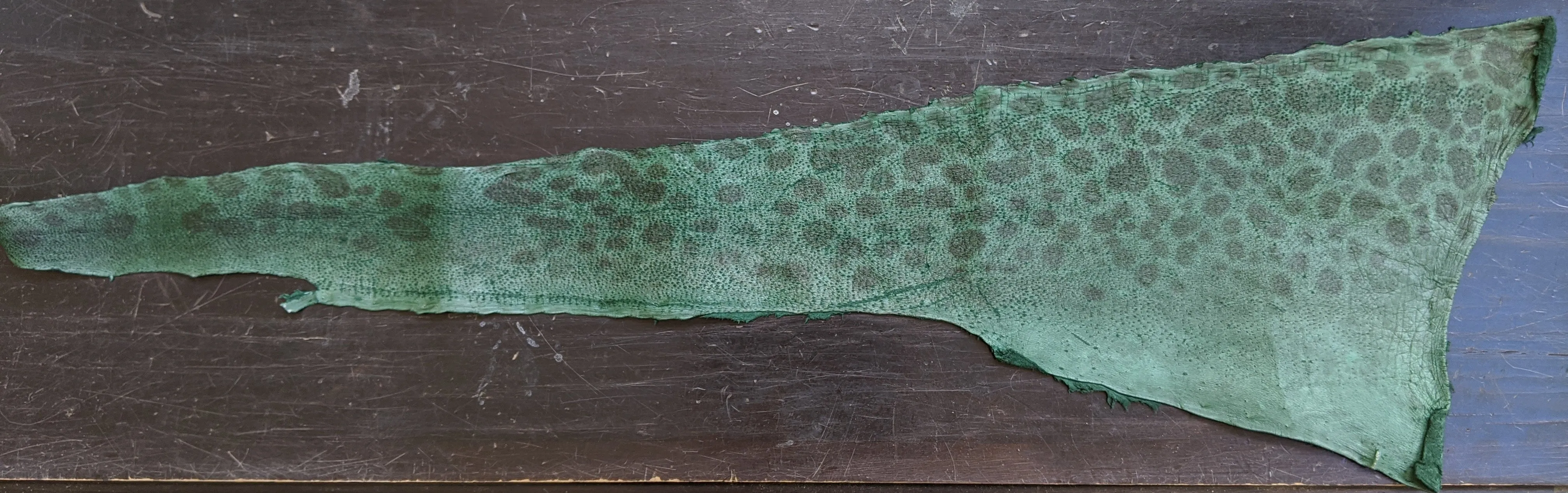 Wolffish